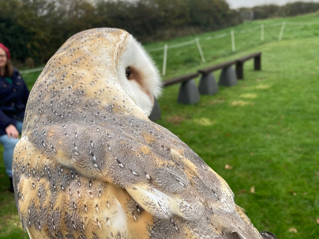 Battlefield Bird of Prey Centre-什鲁斯伯里必去景点