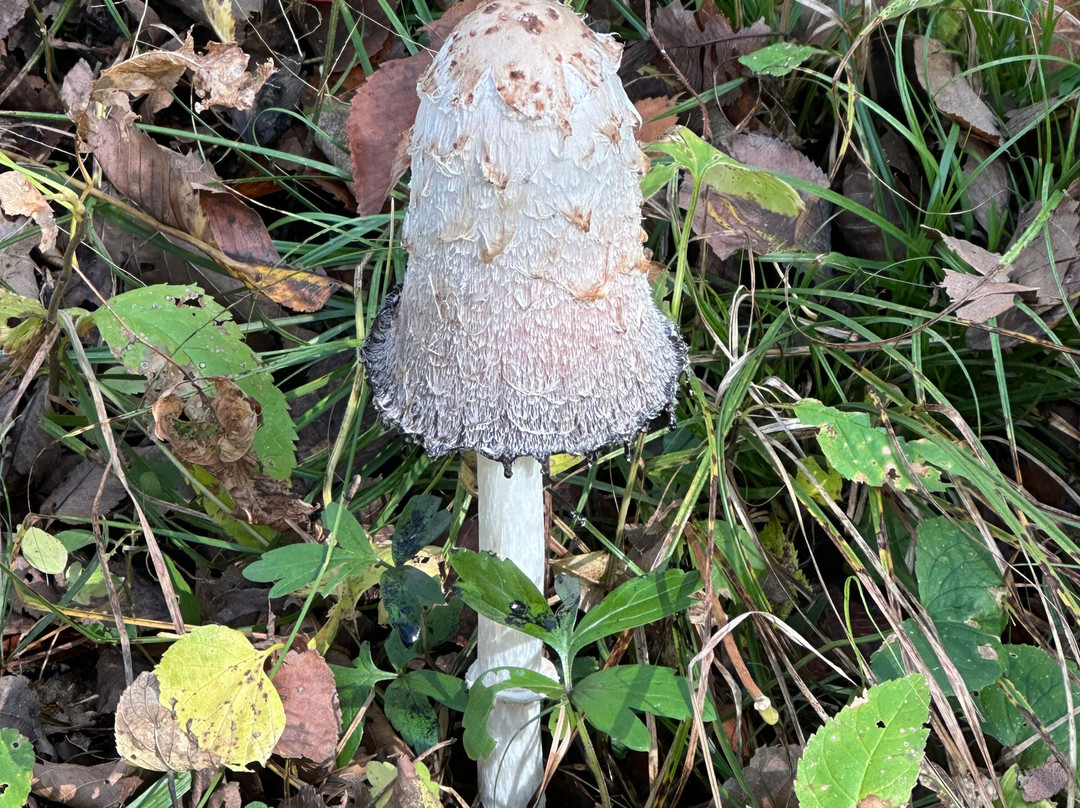 Alexander Ramsey Park-Redwood Falls必去景点