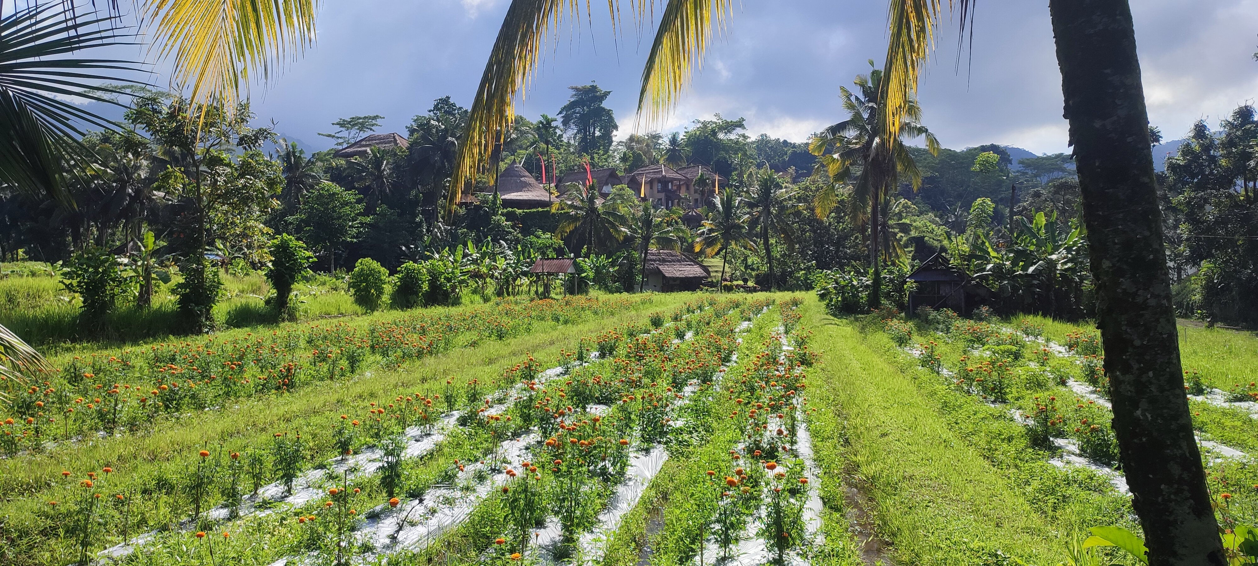 Surya Shanti Villa-官方