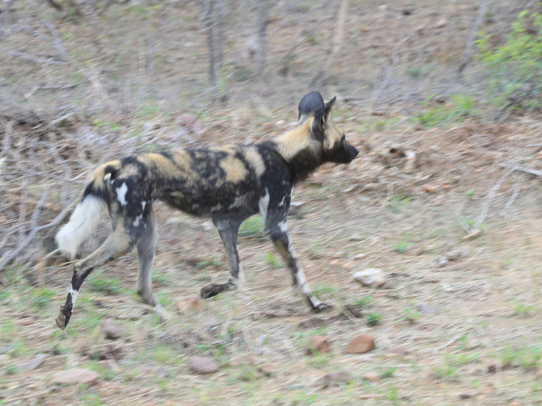 My Africa Safaris-霍德斯普鲁特必去景点
