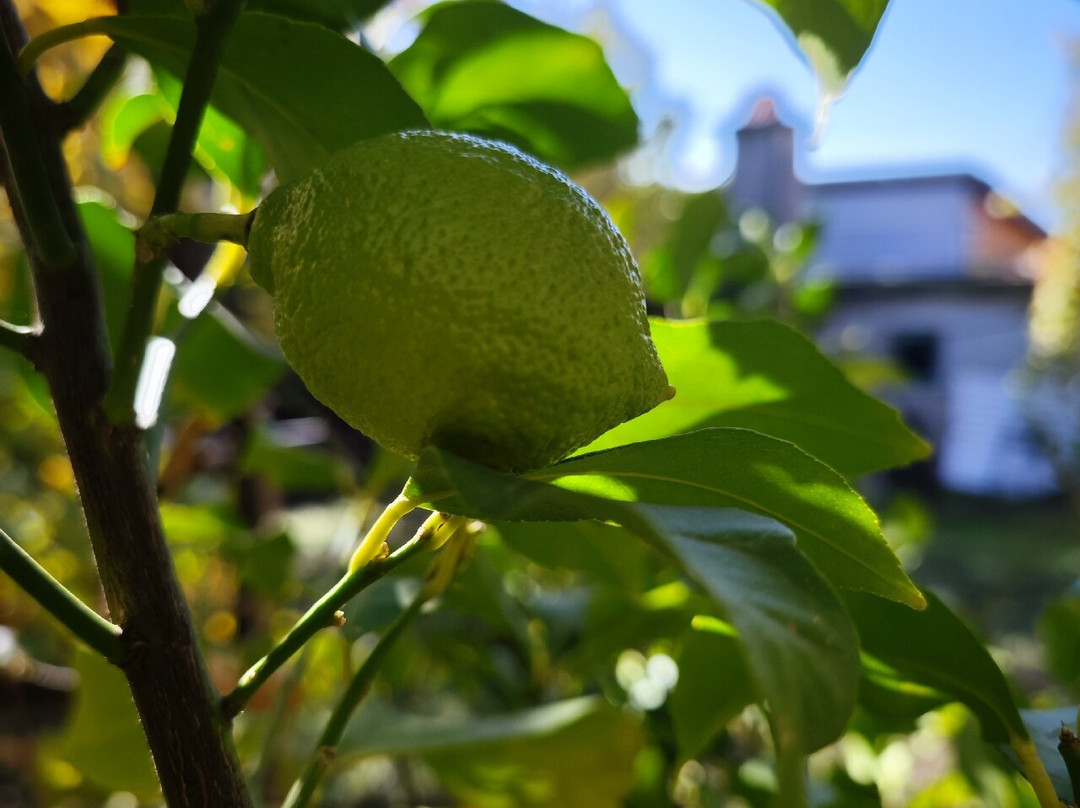 Low Cost Cars-索非亚必去景点