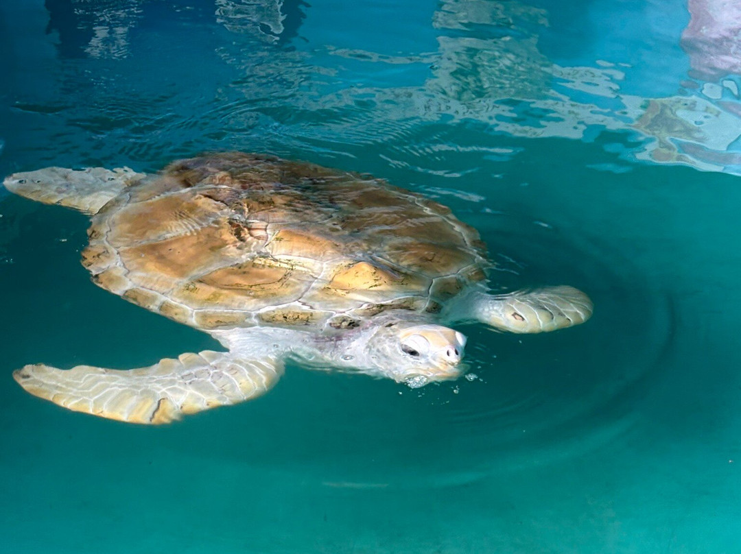 Ahungalla Sea Turtles Conservation And Research Center-亚洪加拉必去景点