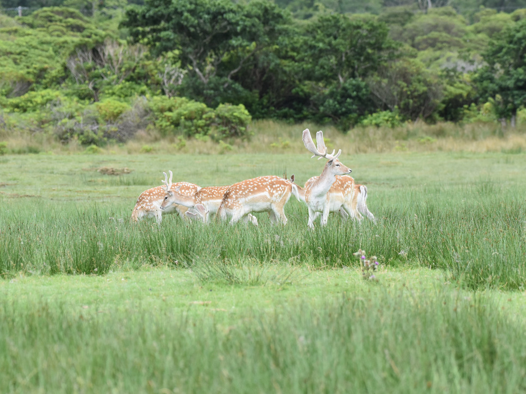Mull Wildlife Breaks-Salen必去景点