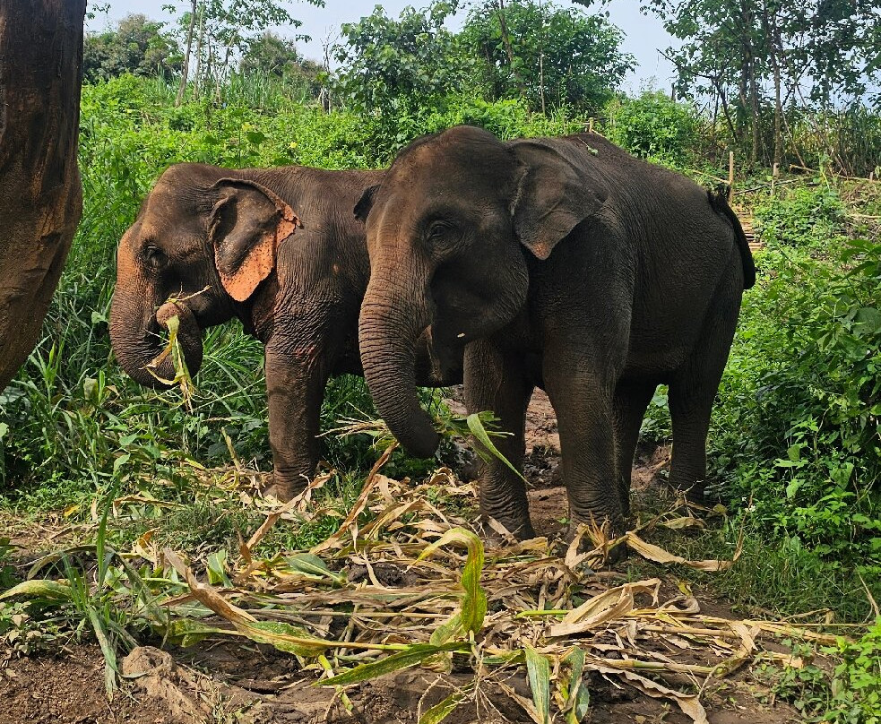 Elephant Sanctuary Care Park-清迈必去景点