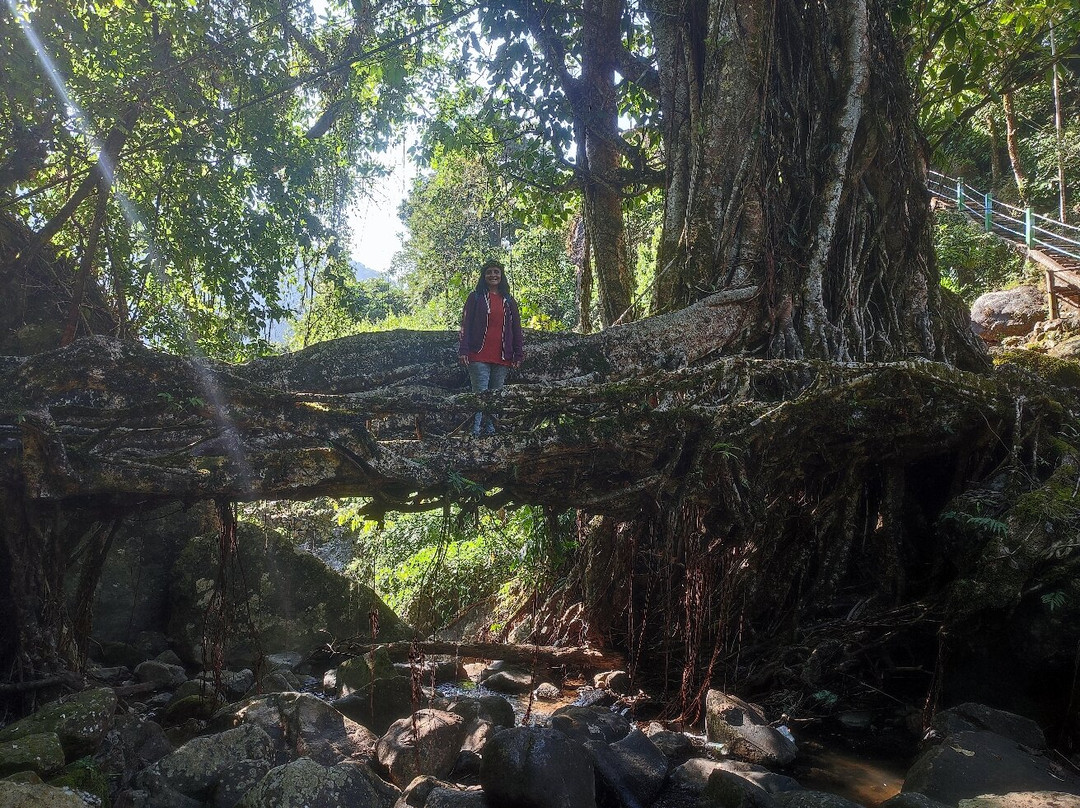 Double Decker Living Root Bridge-Sohra必去景点