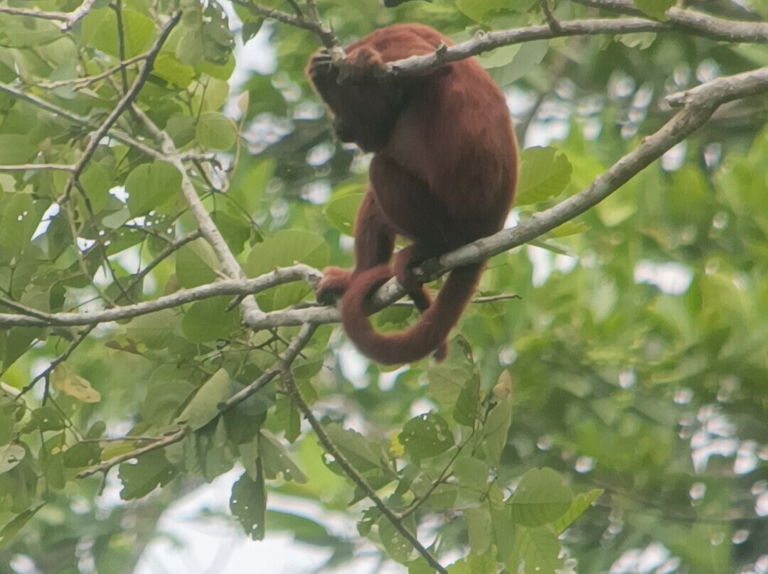 Peru Amazon Expeditions-Manu必去景点