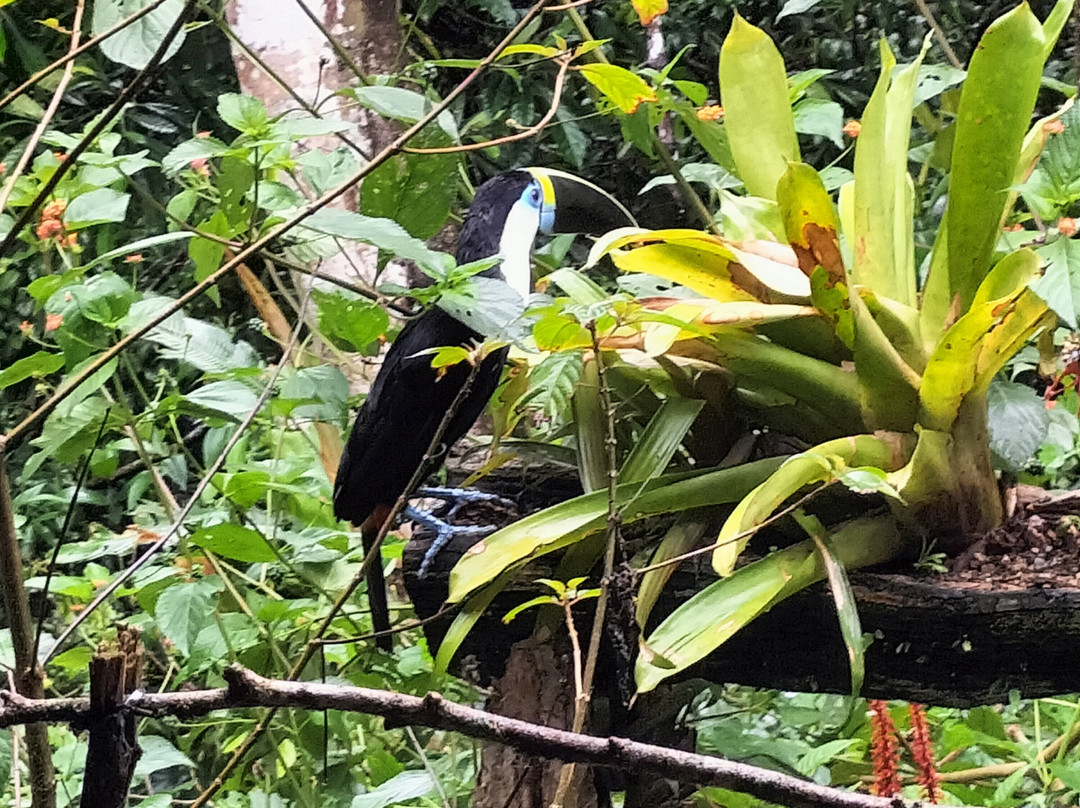 Peru Amazon Expeditions-Manu必去景点