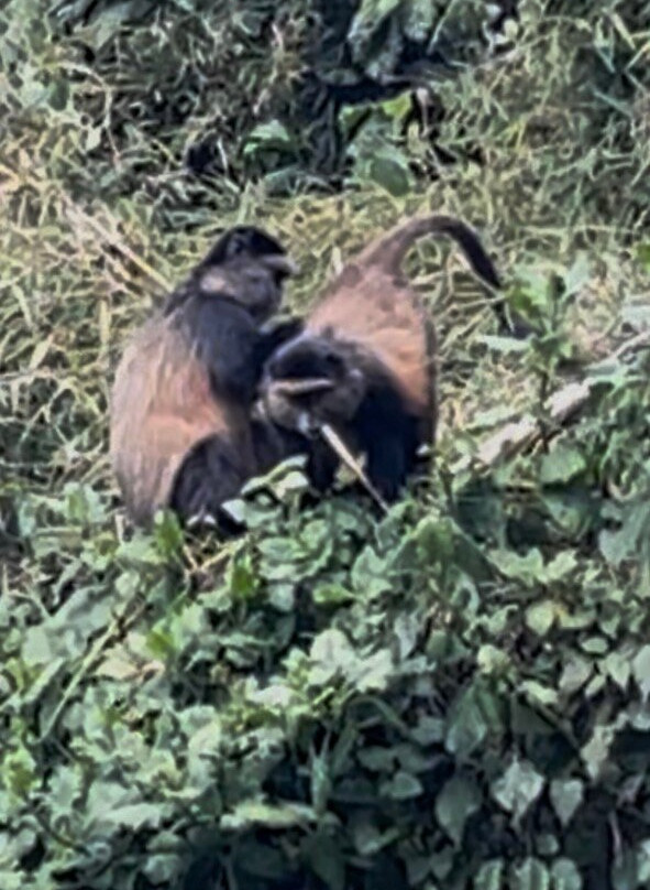 Virunga National Park - Mount Nyiragongo & Mountain Gorilla Treks-Goma必去景点