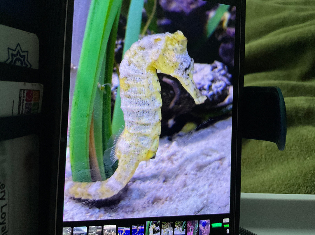 Sea Life Scarborough-斯卡伯勒必去景点