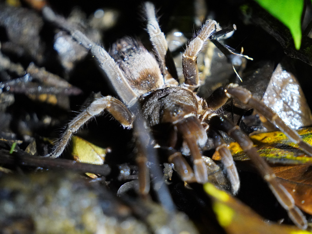 Tarantulas Way-卡维塔必去景点