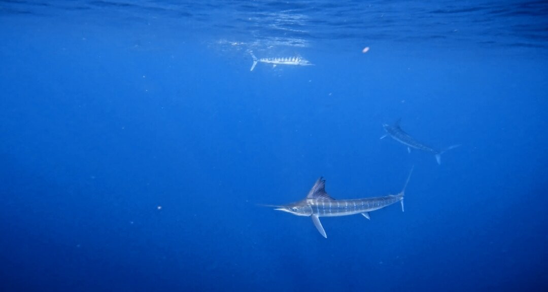 Murillos Bros Adventours