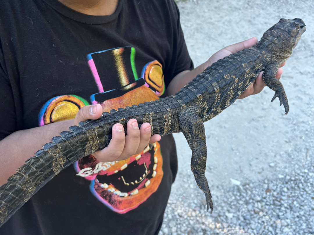 Croc Encounters-坦帕必去景点