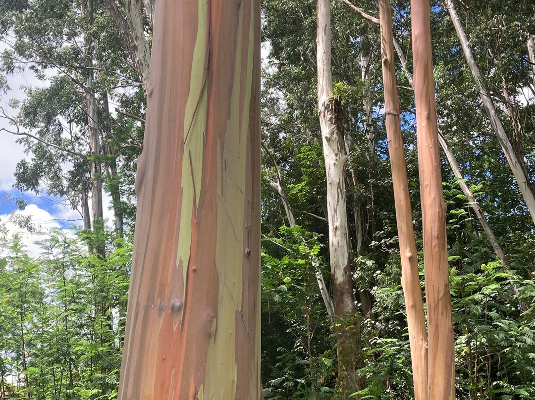 Lihue Koloa Forest Reserve-坡伊普必去景点