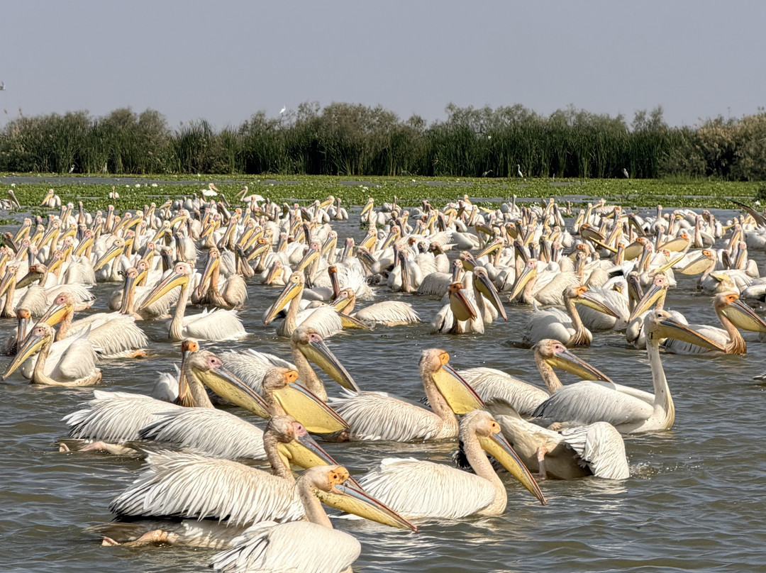 Yerim Tours Senegal-莫布瓦必去景点