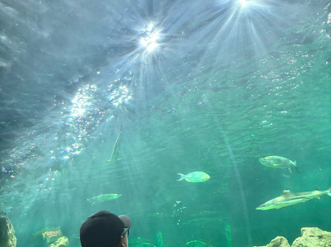 Acuario Michin Guadalajara-瓜达拉哈拉必去景点