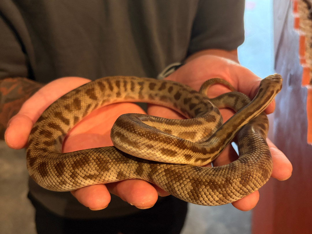 Denmark Dinosaur World-丹麦必去景点