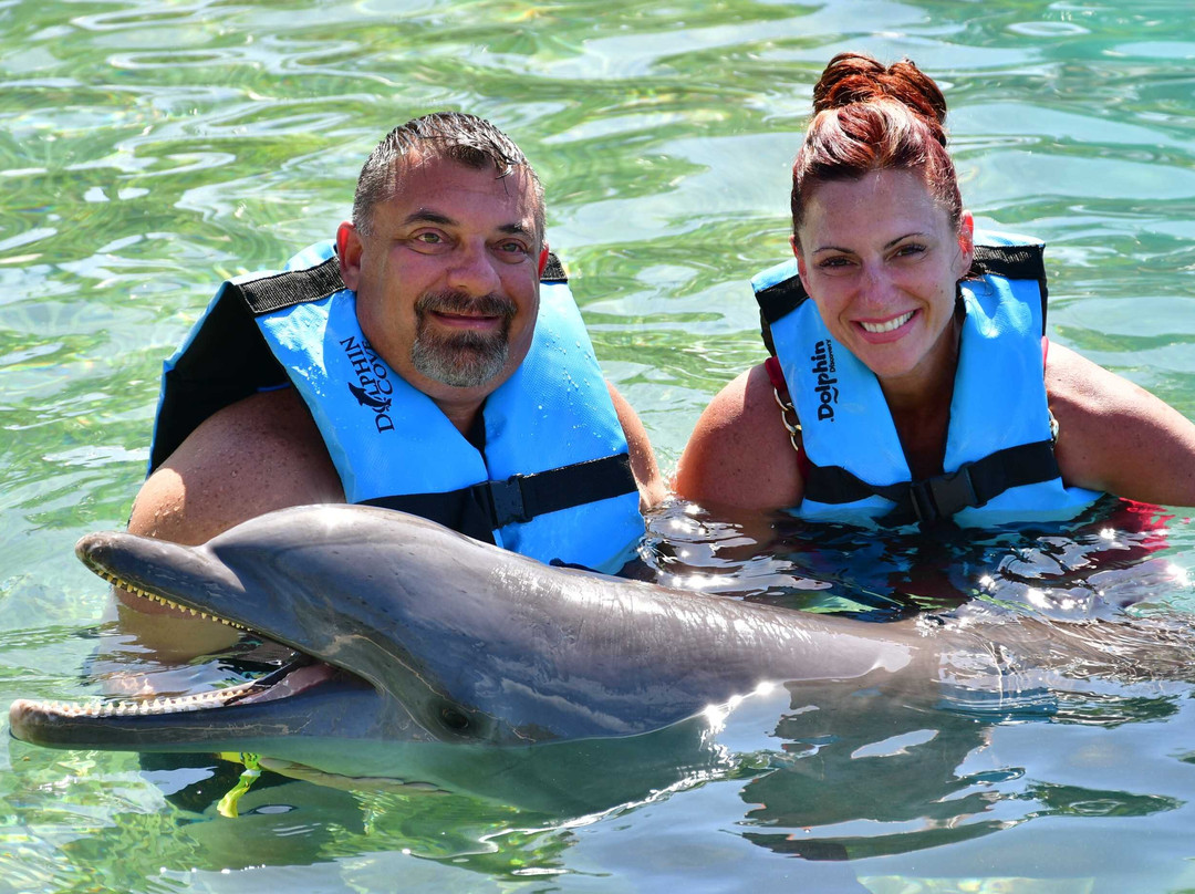 Dolphin Discovery Grand Cayman-西湾必去景点