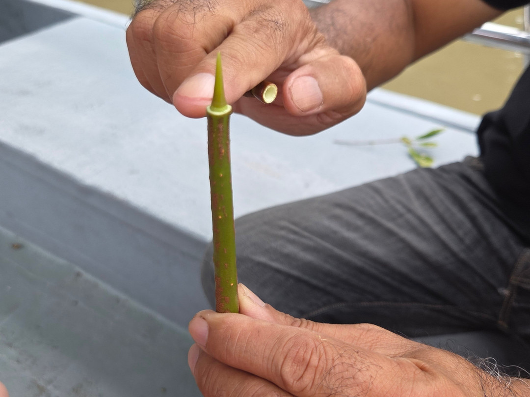 Matang Mangrove Forest Reserve-Kuala Sepetang必去景点