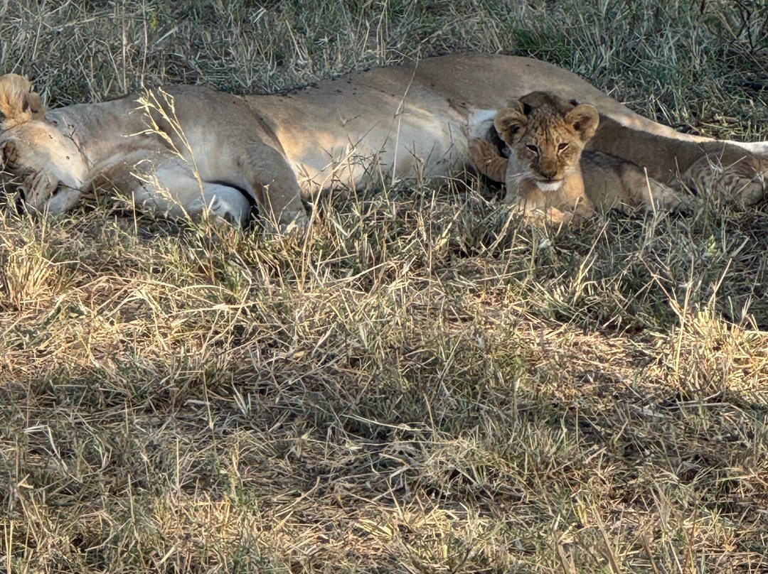 Roy Safaris-阿鲁沙必去景点