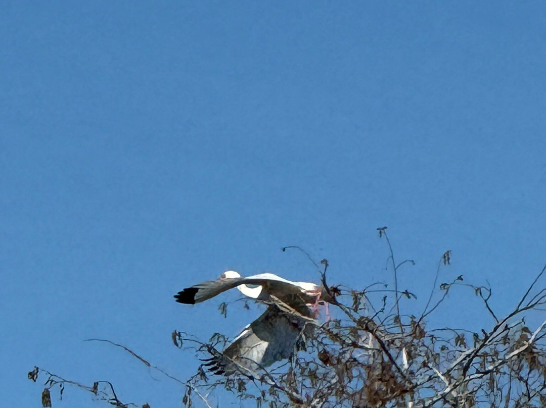 Okefenokee Adventures-Folkston必去景点