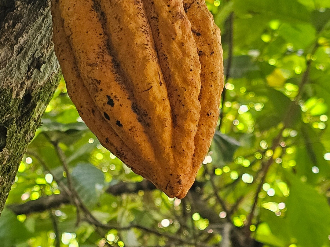Franconero Escursioni-Bayahibe必去景点