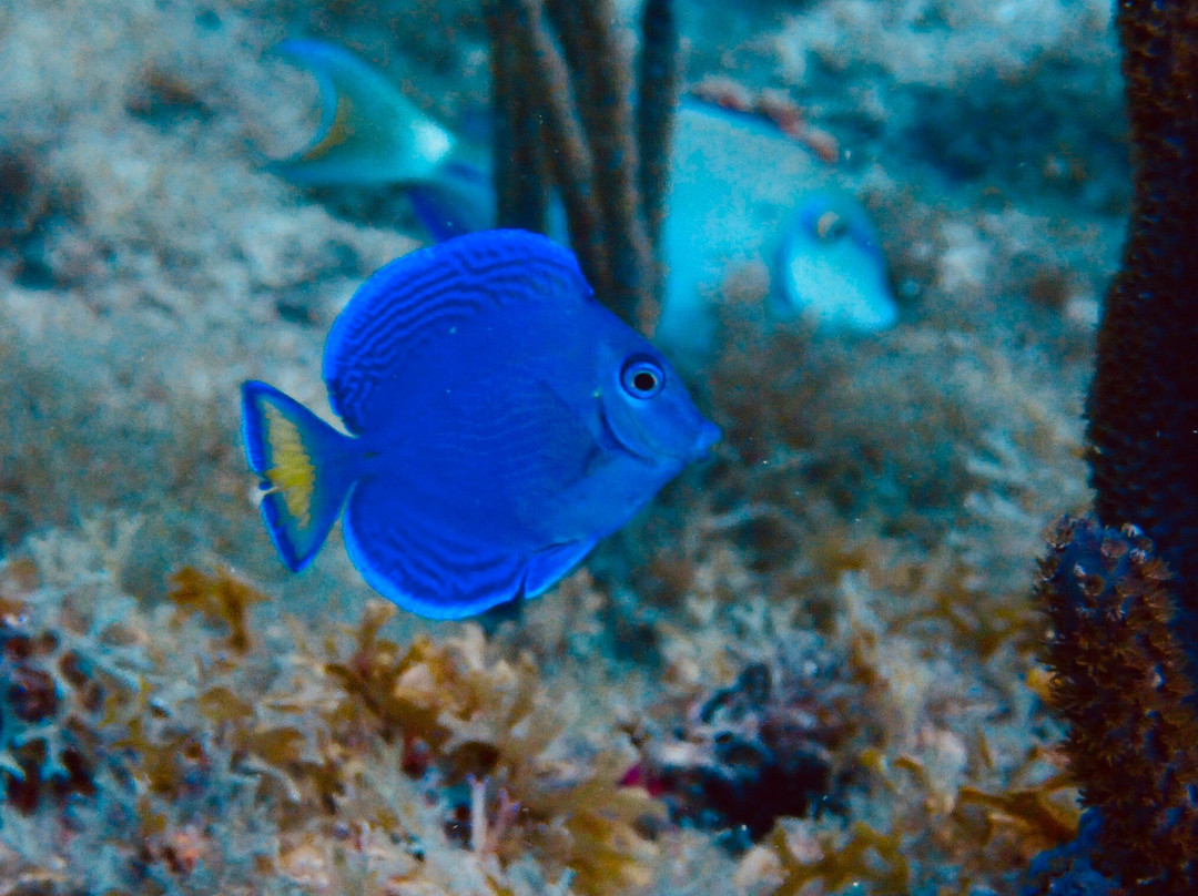 Nautica Plongee Caraibes-Pointe-Noire必去景点