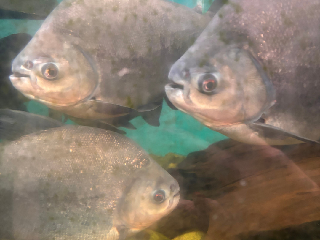 Johnsons Of Old Hurst-亨廷顿必去景点