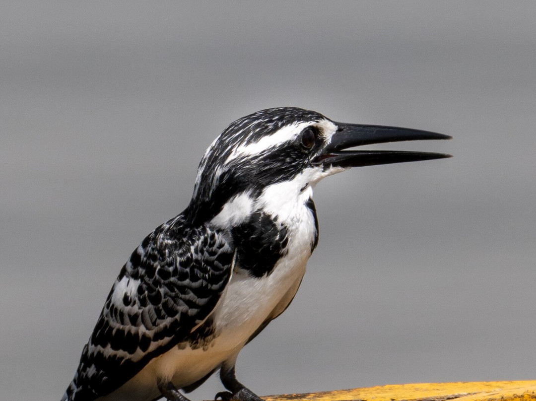 Ruwan Yala Jeep Safari-Debarawewa必去景点