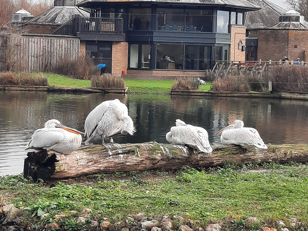 WWT Arundel Wetland Centre-阿伦德尔必去景点