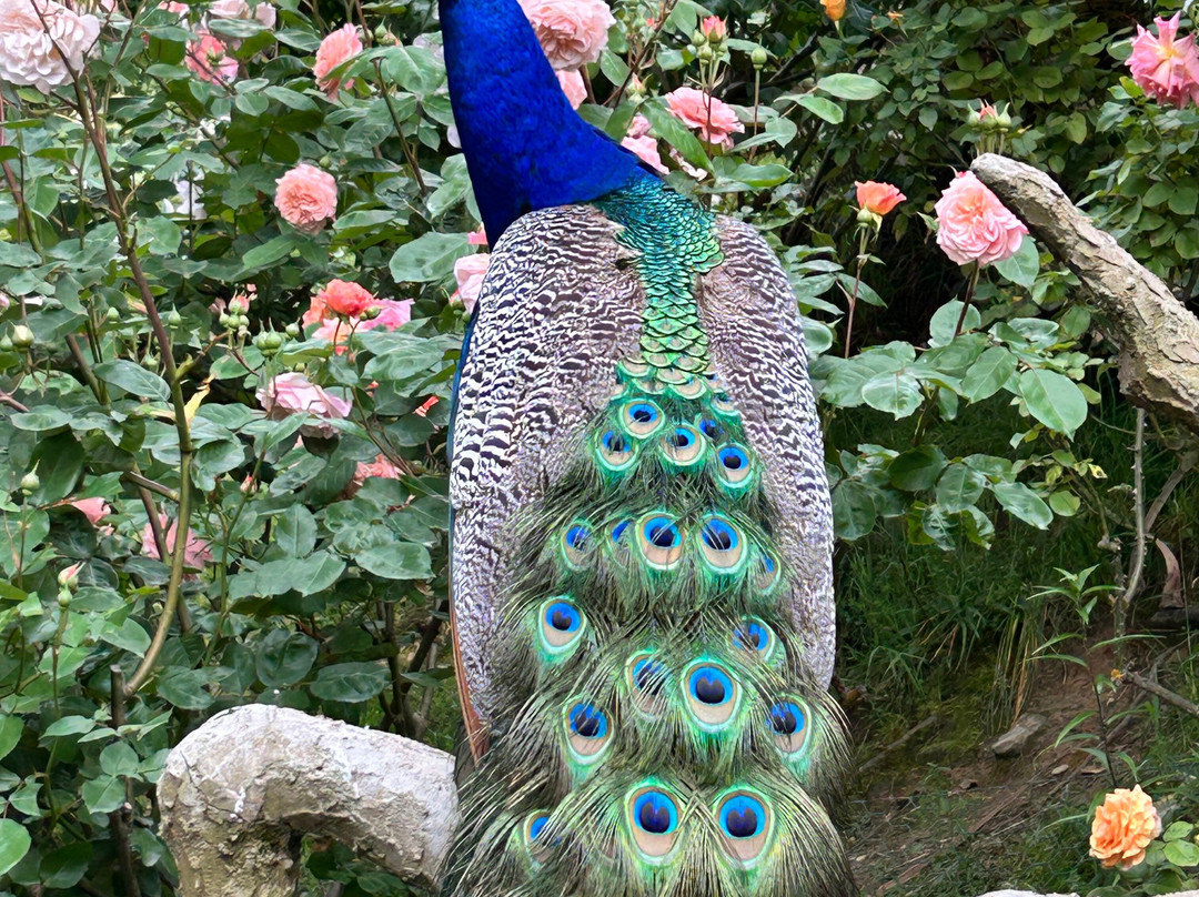 Little Paradise Dream Garden-克赖顿山必去景点