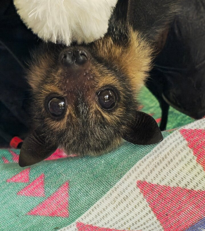 The Bat Hospital Visitor Centre- 阿瑟顿必去景点