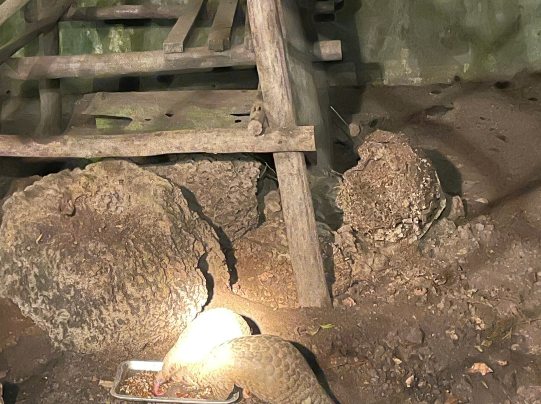 Wildlife Alliance-戈公必去景点