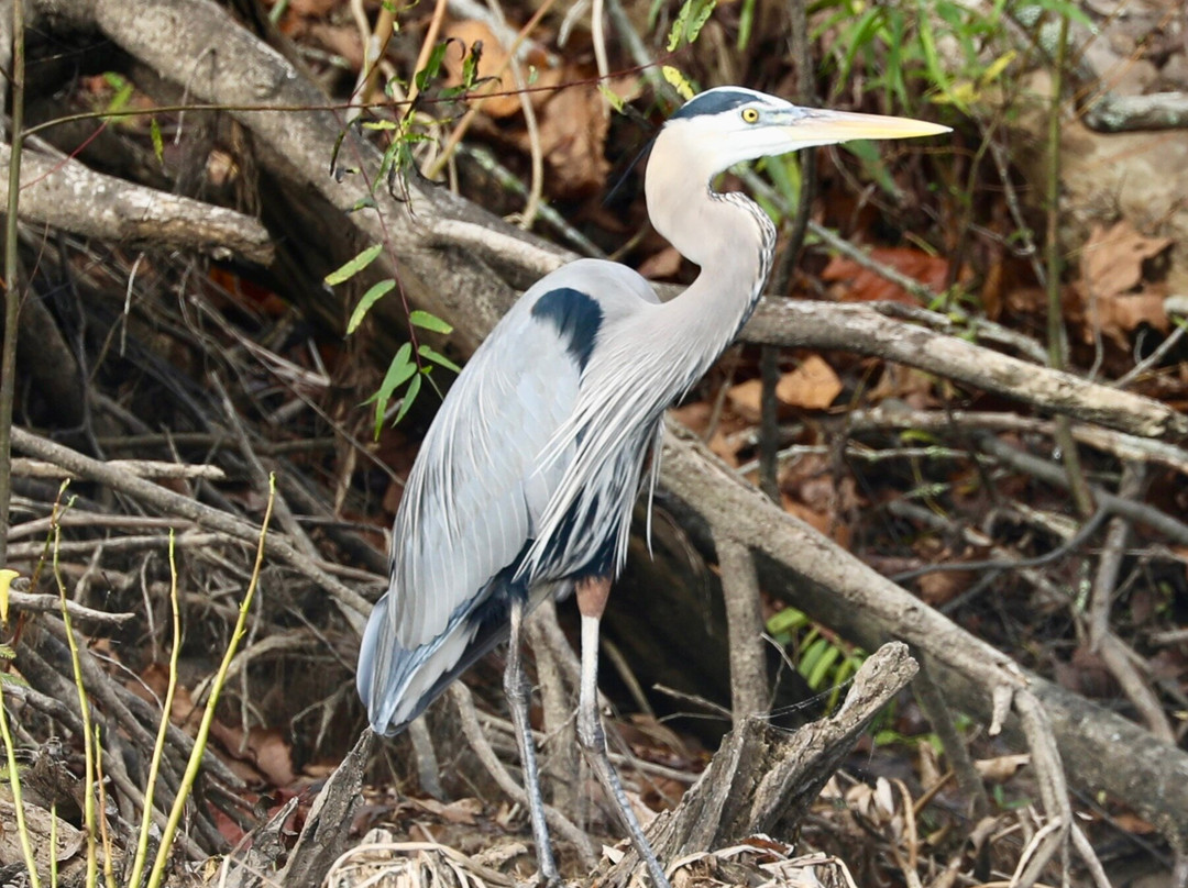 The Last Wilderness Swamp Tour-Plaquemine必去景点