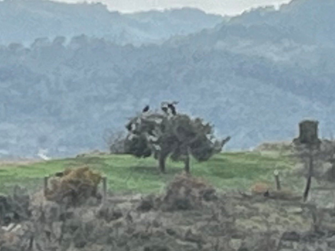 Dadia-Lefkimi-Soufli Forest National Park-Dadia必去景点