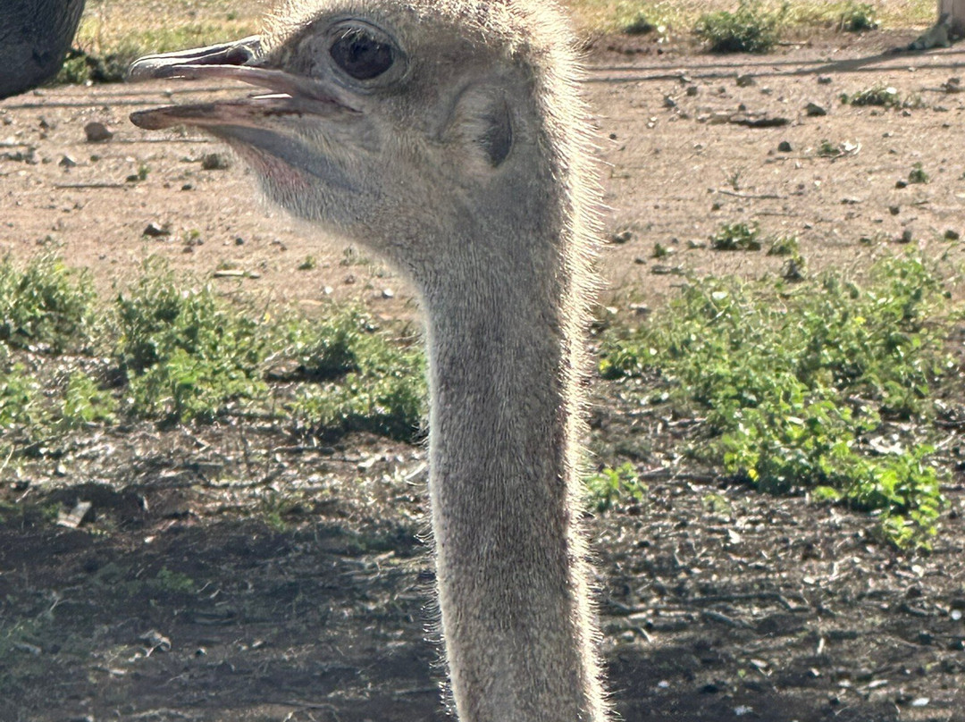Curacao Ostrich Farm-库拉索必去景点