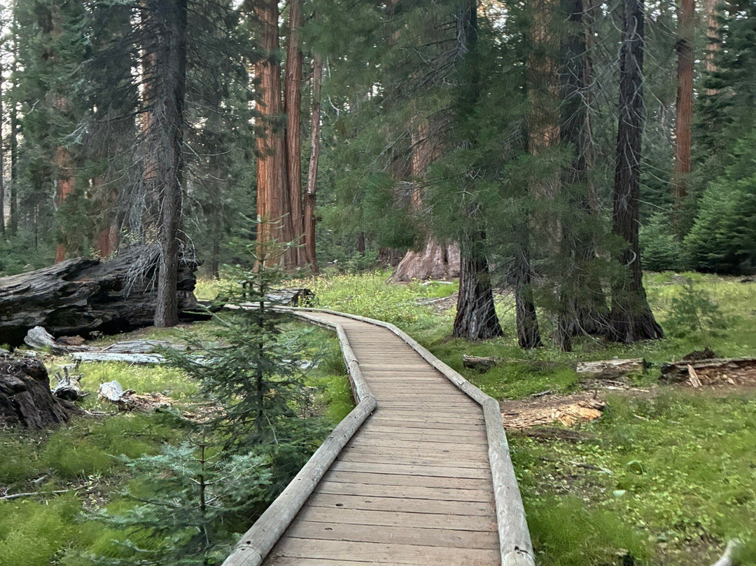 Big Trees Trail-红杉&国王峡谷国家公园必去景点