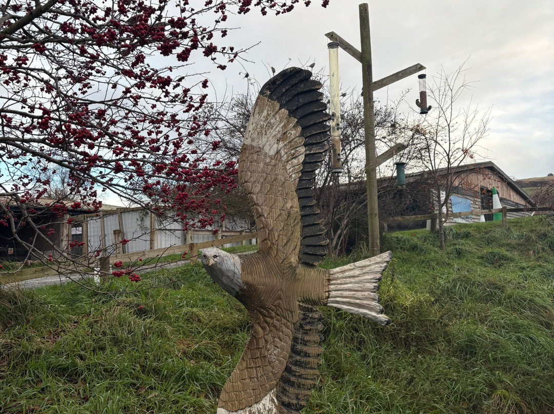 Gigrin Farm Red Kite Feeding Centre-Rhayader必去景点