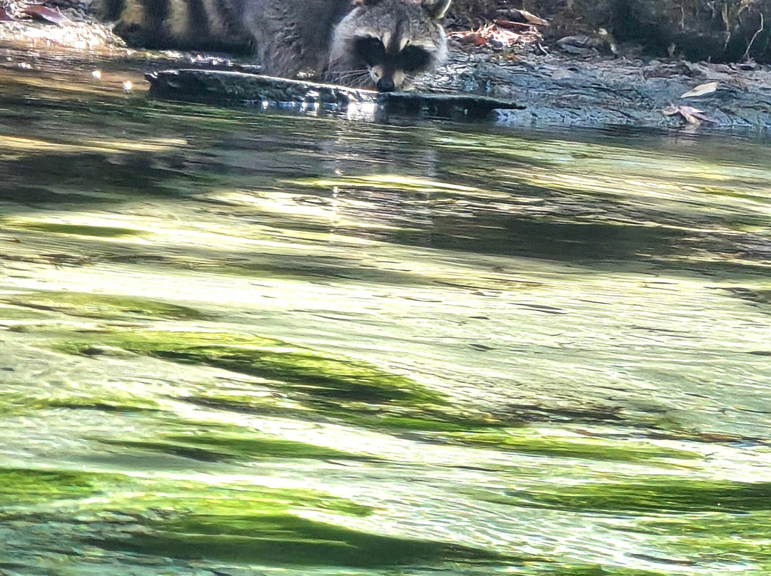 Weeki Wachee Springs-Weeki Wachee必去景点