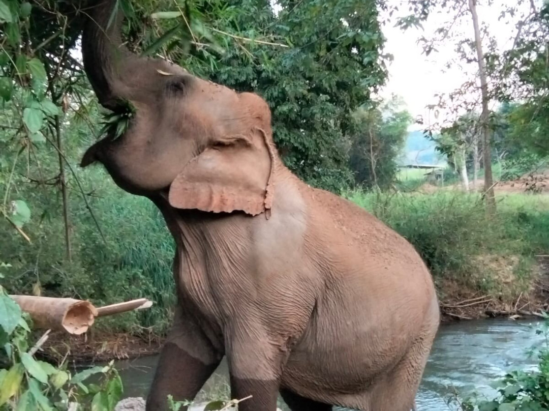 Elephant Sanctuary Care Park-清迈必去景点