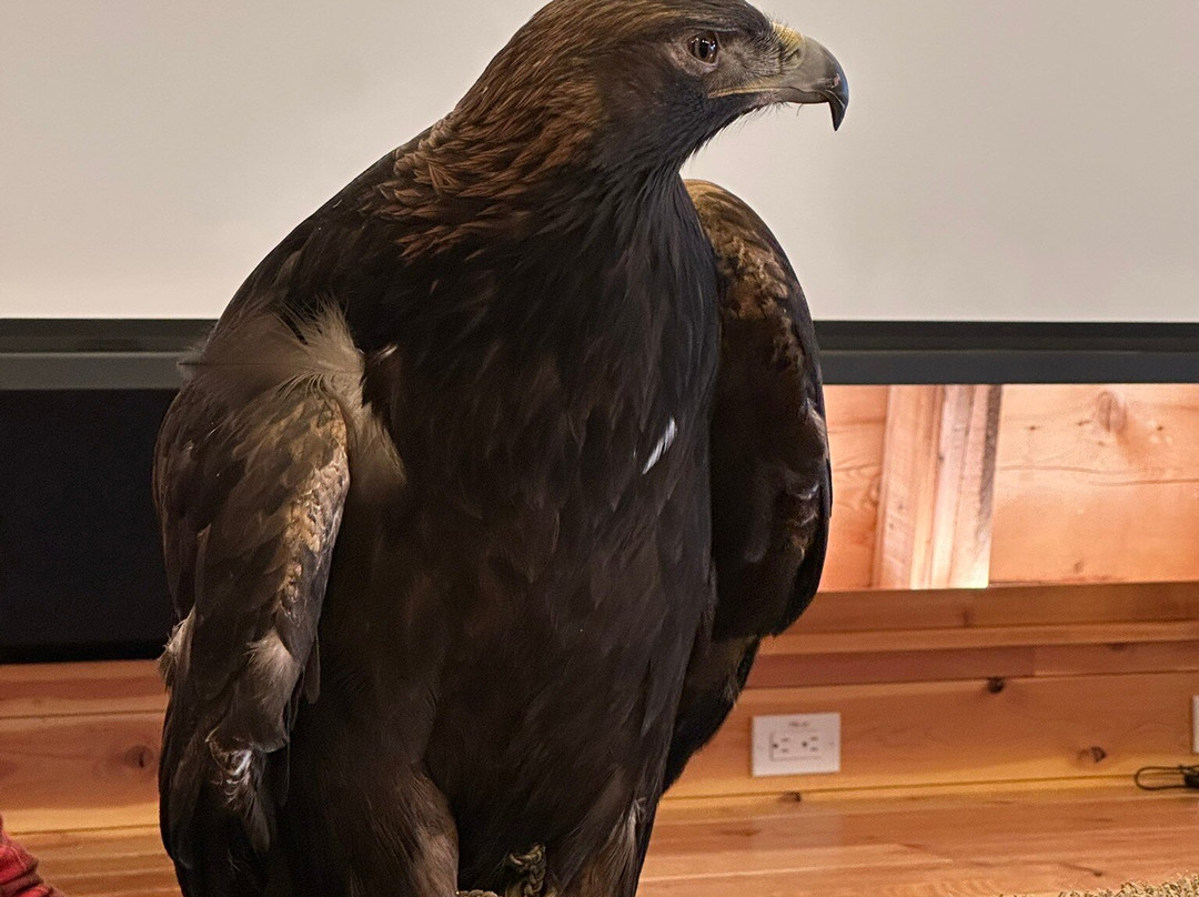 Teton Raptor Center-威尔逊必去景点