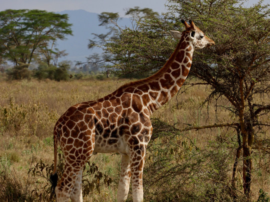 Native Afrika Voyages-内罗毕必去景点