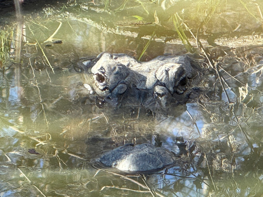 Louisiana Swamp Tours-布里奥克斯桥必去景点