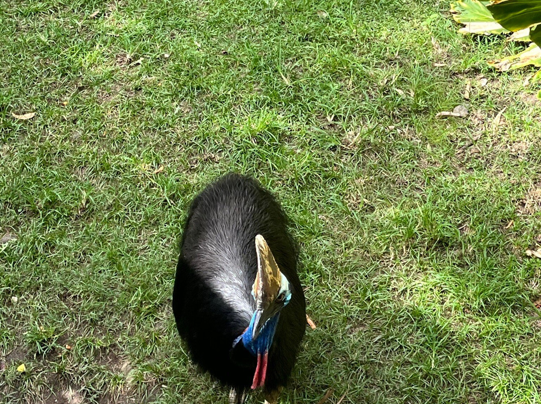 汉密尔顿岛野生动物世界-汉密尔顿岛必去景点