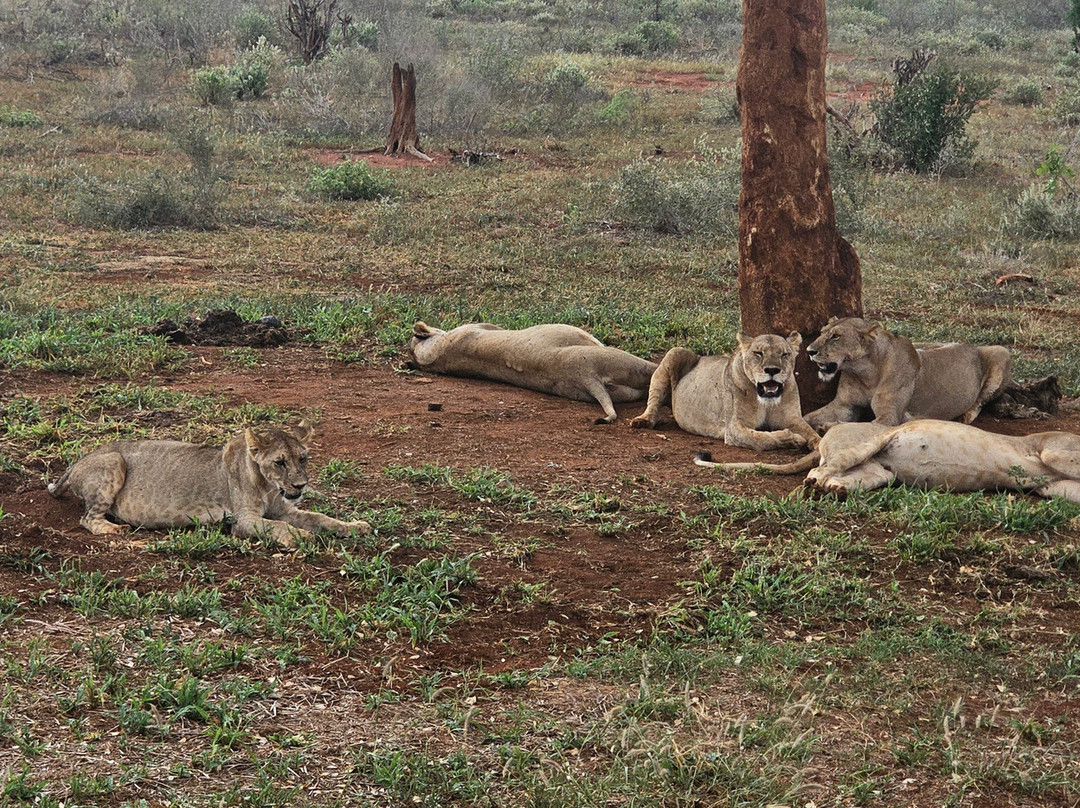 Tourfix Safaris Kenya-Mara North Conservancy必去景点