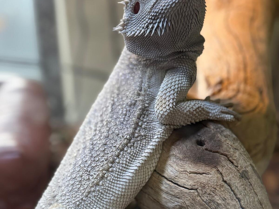 Phoenix Herpetological Sanctuary-斯科茨代尔必去景点