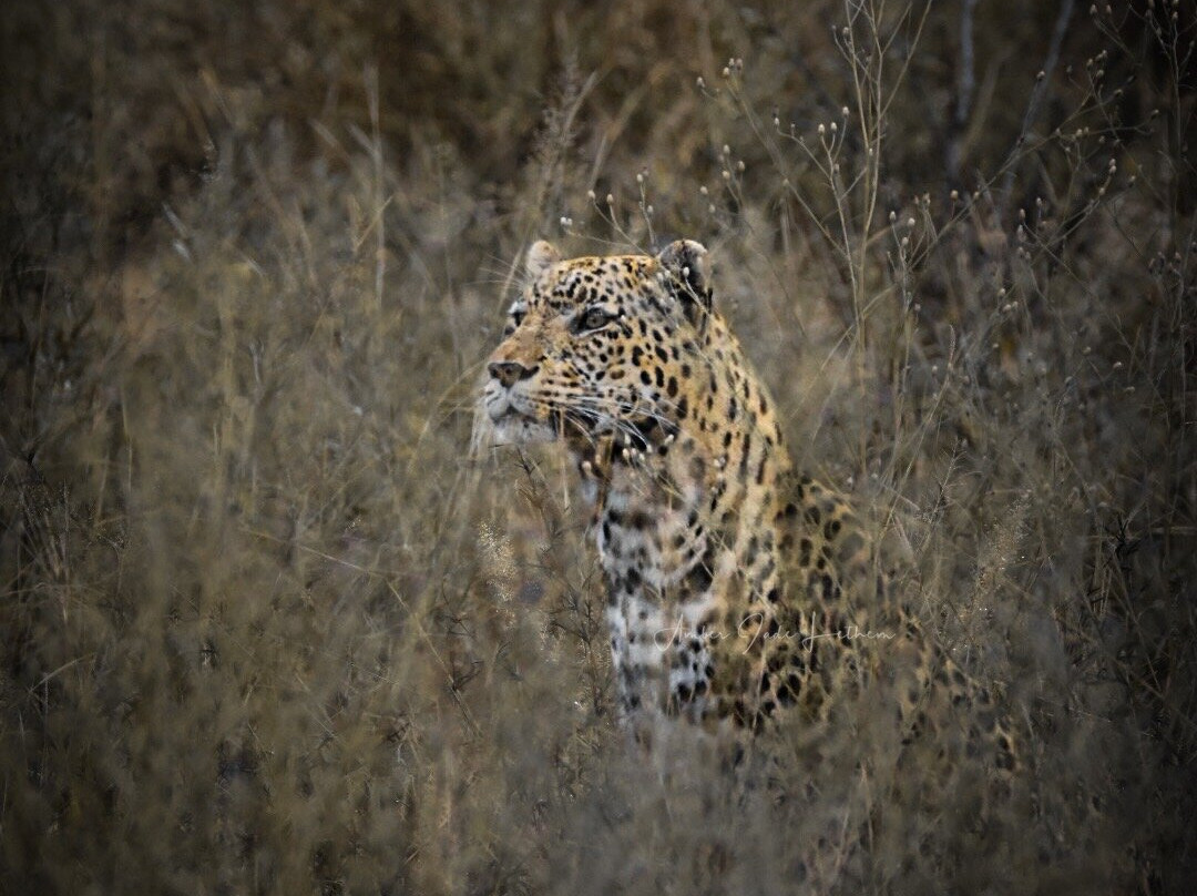 Pangolin Photo Safaris-卡萨尼必去景点