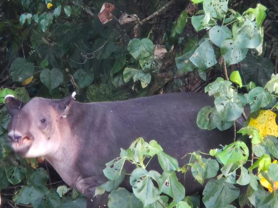 Costa Rica Wild Expeditions-希门尼斯港必去景点