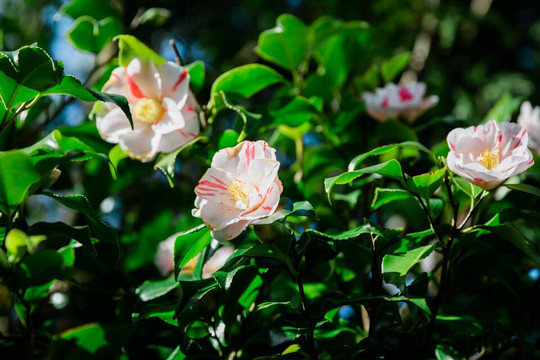The Japanese Garden-St. Mawgan必去景点