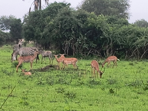 Mikumi Car Rental Safaris-Dar es Salaam必去景点