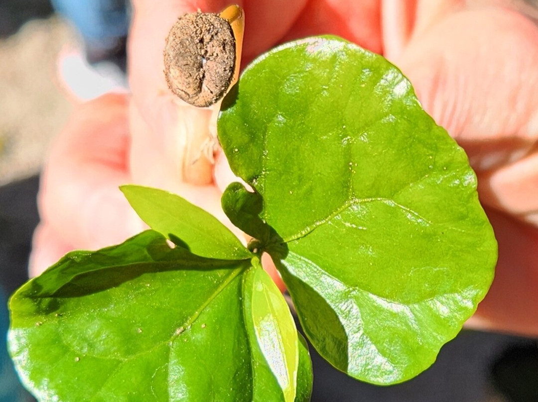 Café Monteverde Coffee Tour-圣埃伦娜必去景点